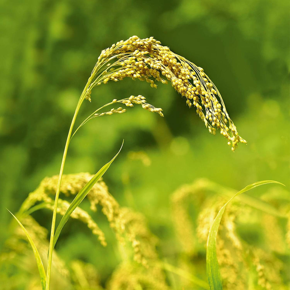 WELEDA Organic Millet Care sampon, finom tisztító, 190 ml zuhany és fürdő Naty Shop