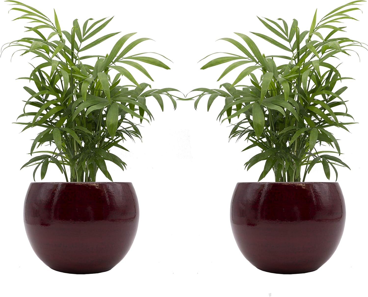 Zimmerpalmen-Duo Mit Handgefertigtem Keramik-Blumentopf "Cresto Rot" - 2 Pflanzen Und 2 Dekotöpfe