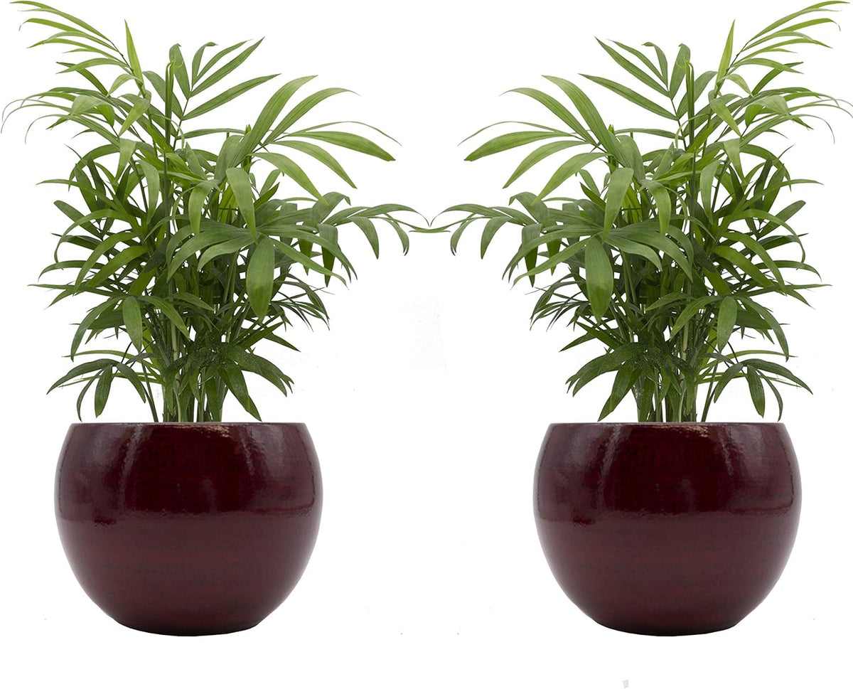 Zimmerpalmen-Duo Mit Handgefertigtem Keramik-Blumentopf "Cresto Rot" - 2 Pflanzen Und 2 Dekotöpfe