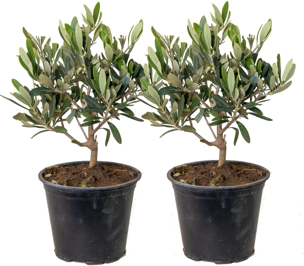 Bloomique - Olea Europaea - Olivenbaum Echt - Gartenpflanzen Winterhart - Höhe 80-90 Cm - Topf 19 Cm