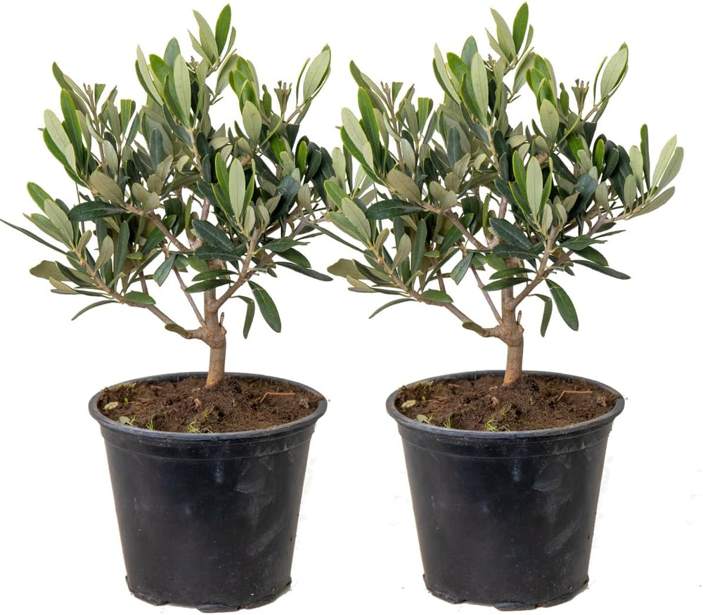 Bloomique - Olea Europaea - Olivenbaum Echt - Gartenpflanzen Winterhart - Höhe 80-90 Cm - Topf 19 Cm