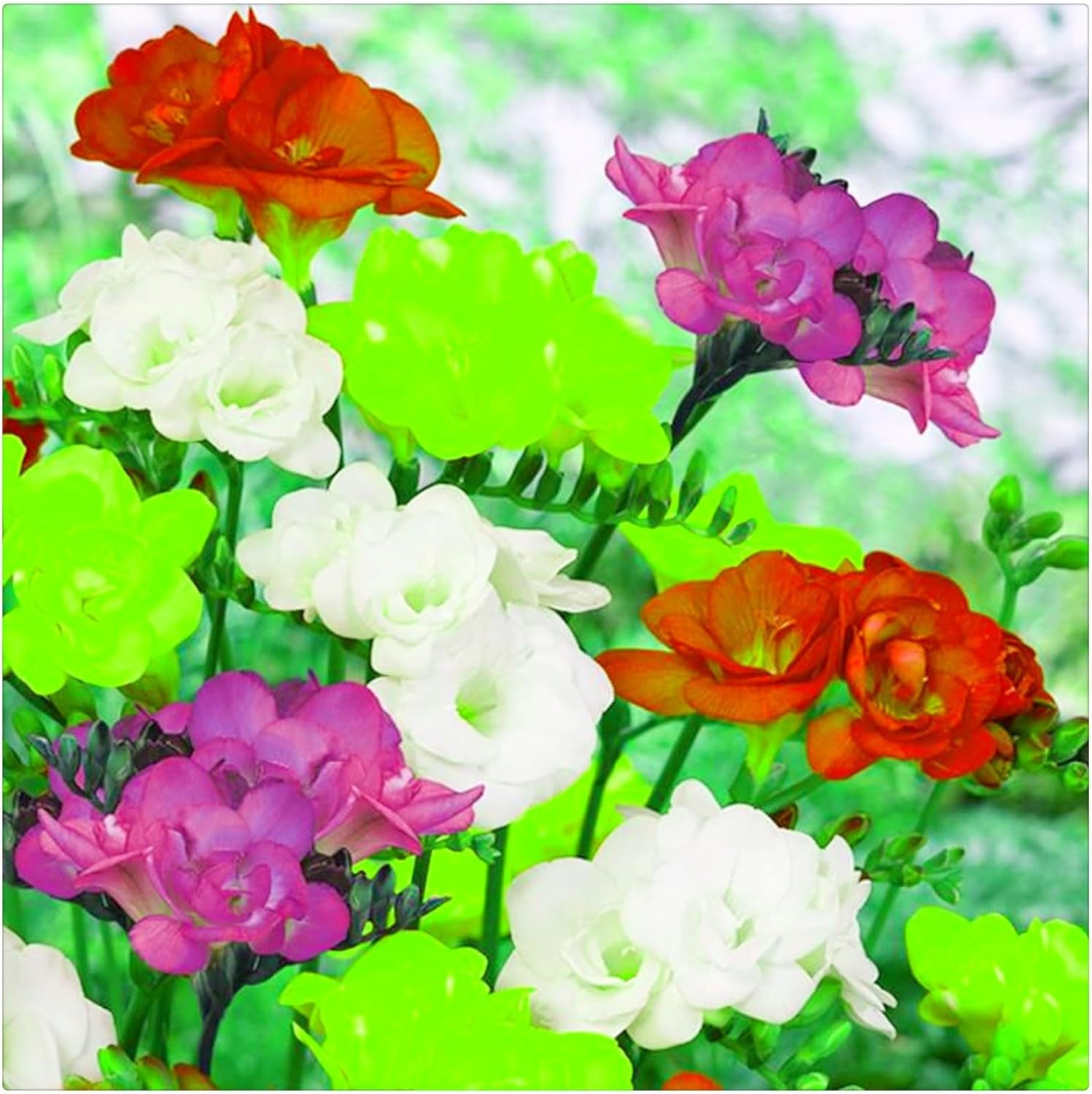 Lebende Pflanzen, Mehrjährige Blumenzwiebel ist winterhart, Winterhart pflanzen, Mysteriöse magische Glühbirne, Blumenzwiebel Mix-4 Oxalis Triangularis Blumenzwiebeln