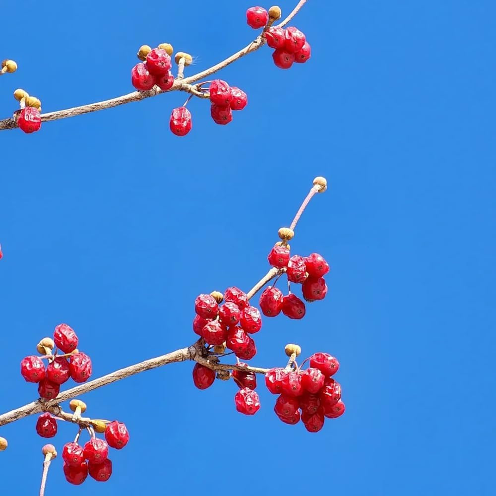 Kornelkirsche, Cornus Officinalis, Obstbaum Säulenobst Kräutersamen Alte Sorten Wildkräuter Kaufen 150Samen