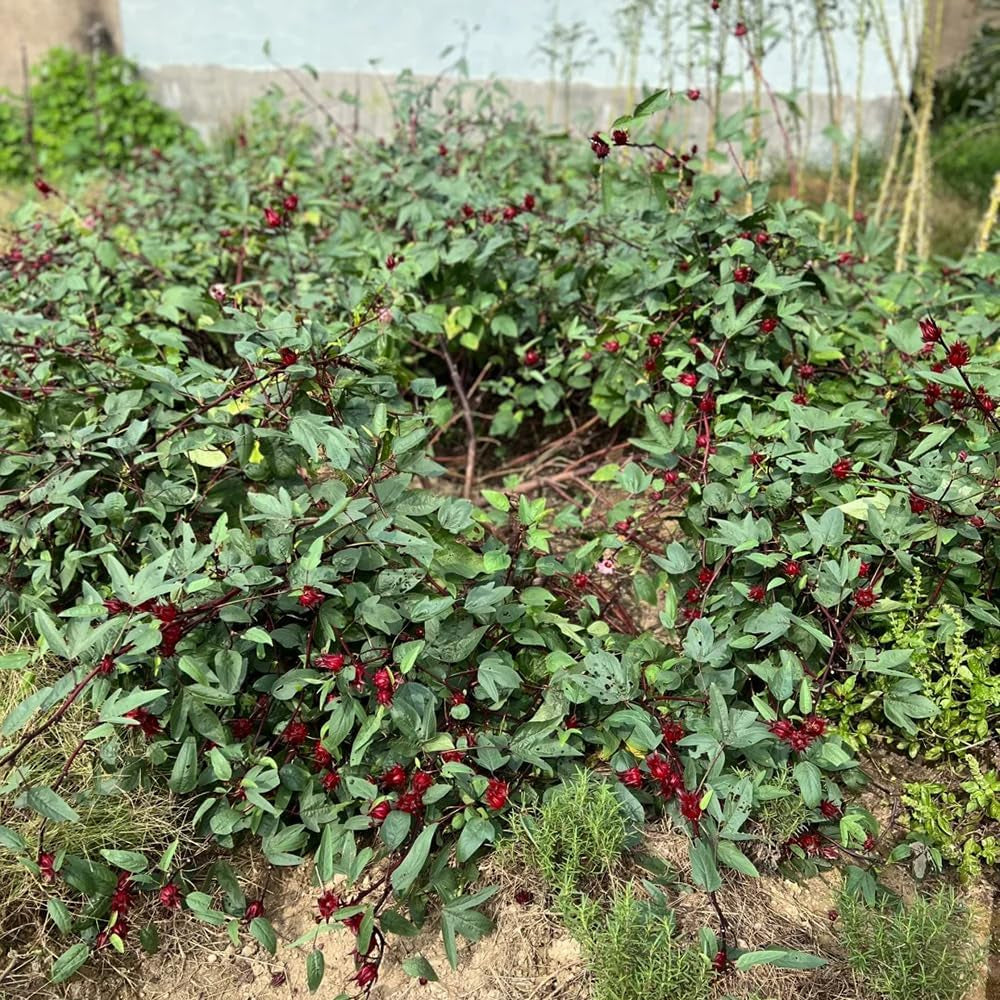 Hibiscus Sabdariffa - Wildkräuter Luftreinigende Zimmerpflanzen Schnell Wachsende Sträucher Hecken Exotische Balkon Pflanzensamen Kräutersamen Gartenblumen Kräutergarten Geschenk 200Samen