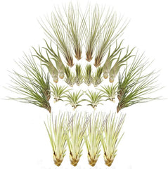 Tillandsien 24Er-Mix, Tillandsia, Bromeliengewächs