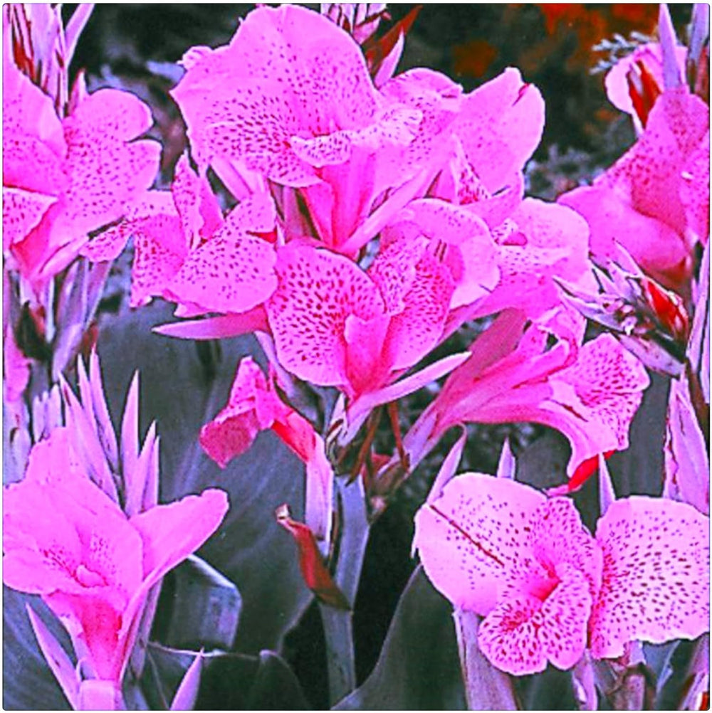 Lebende Pflanzen, Mehrjährige Blumenzwiebel ist winterhart, Winterhart pflanzen, Mysteriöse magische Glühbirne, Blumenzwiebel Mix-4 Oxalis Triangularis Blumenzwiebeln