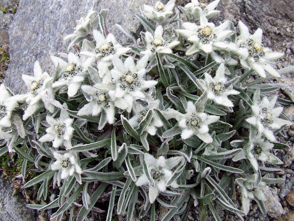SAFLAX - Heilpflanzen - Edelweiss - 500 Samen - Leontopodium Alpinum