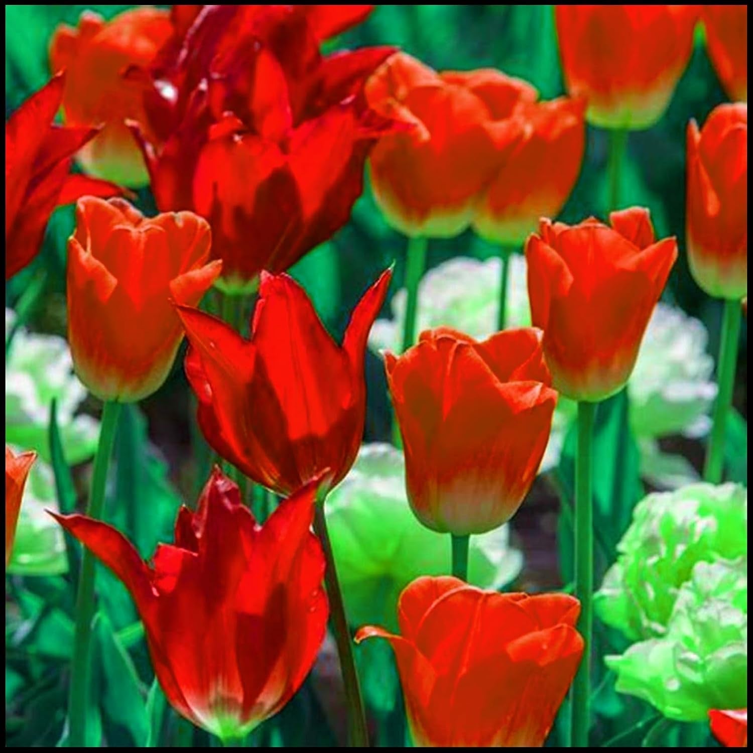 Virághagyma keverék, Mystery Magic Hagyma, Hardy Planting, Winter Hardy Évelő Virághagyma, Hardy Hagyma - 3 Orchidea hagyma