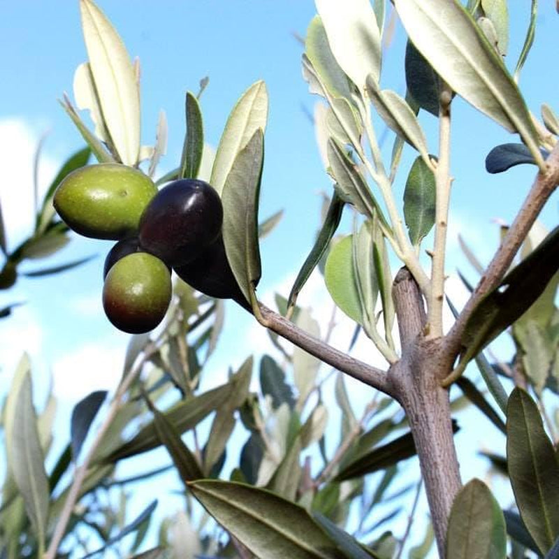 Olivier Olivenbaum Oliven Itrana - Obstpflanze Baum Max 160-3 Jahre Anbau Italien