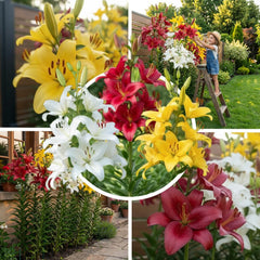 Óriás liliomhagymák gyűjteménye (15 virághagyma), 5 illatos fajta, színenként 5, holland Hardy évelő keverék a kertben (nagy hagymás, mag nélküli)