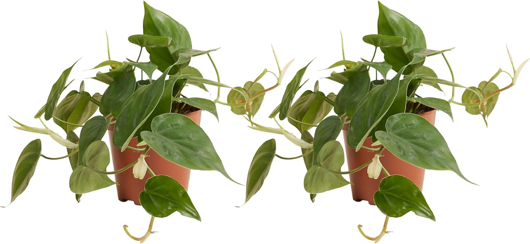 Bloomique - Philodendron Scandens - Hängepflanze - Auch Als Kletterpflanze Geeignet - Zimmerpflanzen - Luftreinigend - Pflegeleicht - 15-20 Cm Hoch - Topf 12 Cm