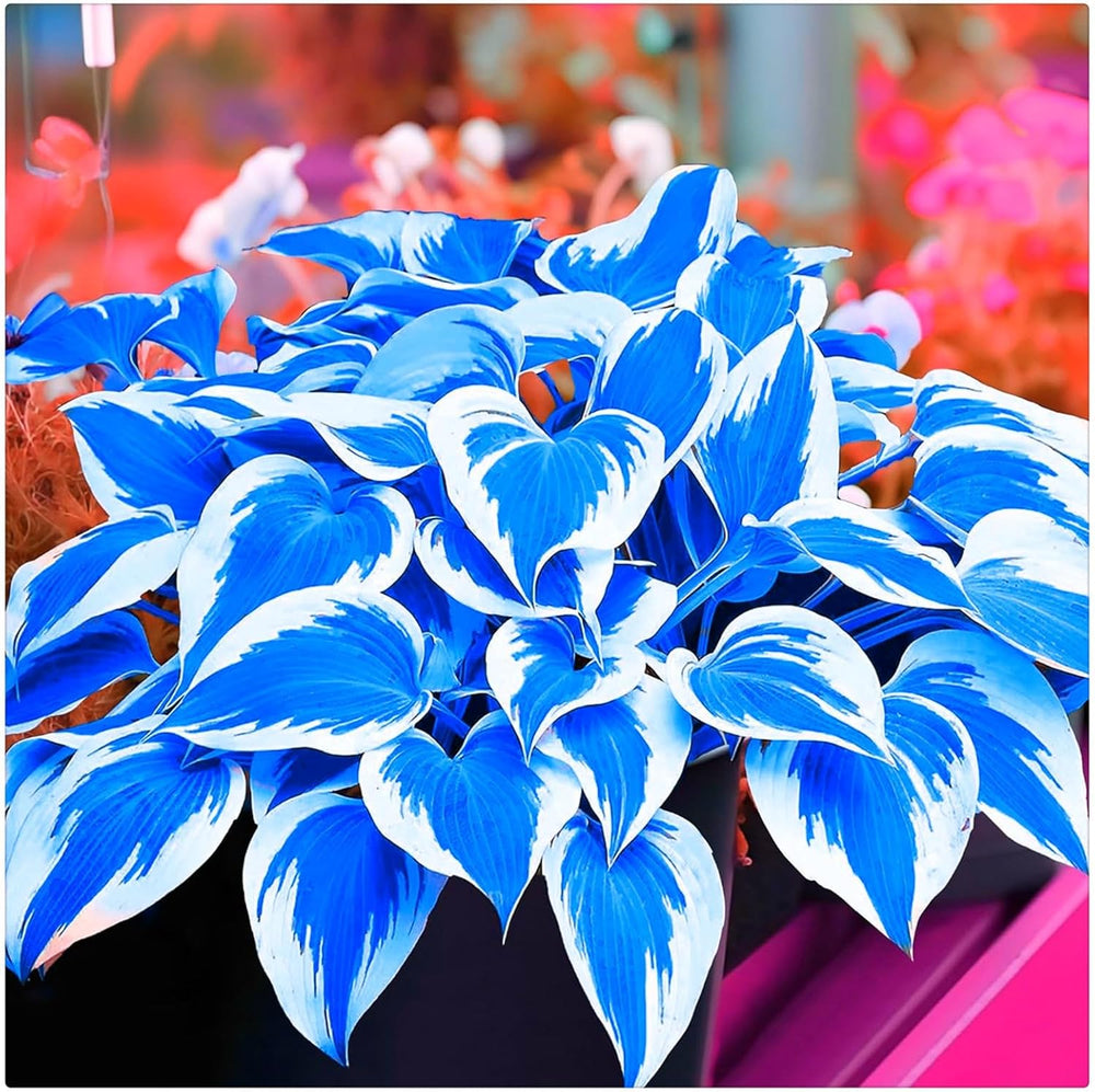 Virághagyma keverék, Mystery Magic Hagyma, Hardy Planting, Winter Hardy Évelő Virághagyma, Hardy Hagyma - 3 Orchidea hagyma