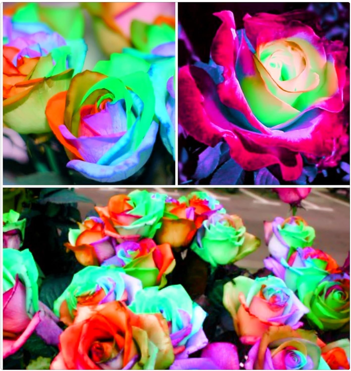 Lebende Pflanzen, Mehrjährige Blumenzwiebel ist winterhart, Winterhart pflanzen, Mysteriöse magische Glühbirne, Blumenzwiebel Mix-4 Oxalis Triangularis Blumenzwiebeln