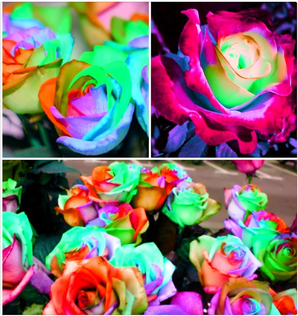 Lebende Pflanzen, Mehrjährige Blumenzwiebel ist winterhart, Winterhart pflanzen, Mysteriöse magische Glühbirne, Blumenzwiebel Mix-4 Oxalis Triangularis Blumenzwiebeln