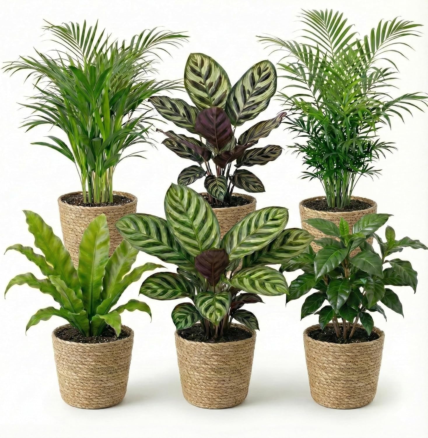 Vdvelde.Com - Luftreinigende Pflanzen Anthrazit 6 - Tierfreundliche Grüne Zimmerpflanzen - Einfacher Und Geringer Lichtbedarf - Ø12 Cm ↥Ca.40 Cm