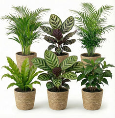 Luftreinigende Pflanzen – 6Er Set Echte Zimmerpflanzen Mit Seegras Töpfen – Tierfreundliche Und Pflegeleichte Grünpflanzen – Ideal Für Wenig Licht – Ø 12 Cm ↥ 40 Cm