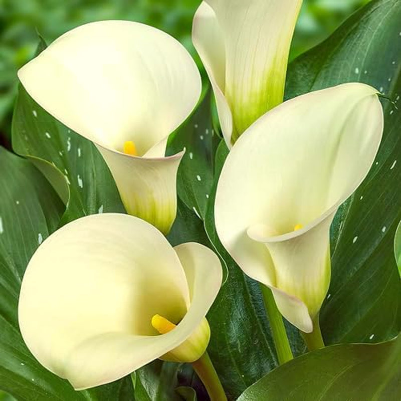 Calla Bulbs Hardy Perennial - Zantedeschia Orange Passion (narancs) - 5 nagy virághagyma - Real Holland Plants - Kertbe és cserepekbe (nem magvak, nem mesterséges)