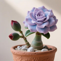 Winterhart pflanzen, Gift, Mysteriöse magische Glühbirne, Lebende Pflanzen, Mehrjährige Blumenzwiebel ist winterhart, Blumenzwiebel Mix-2Wüstenrose knollen-C