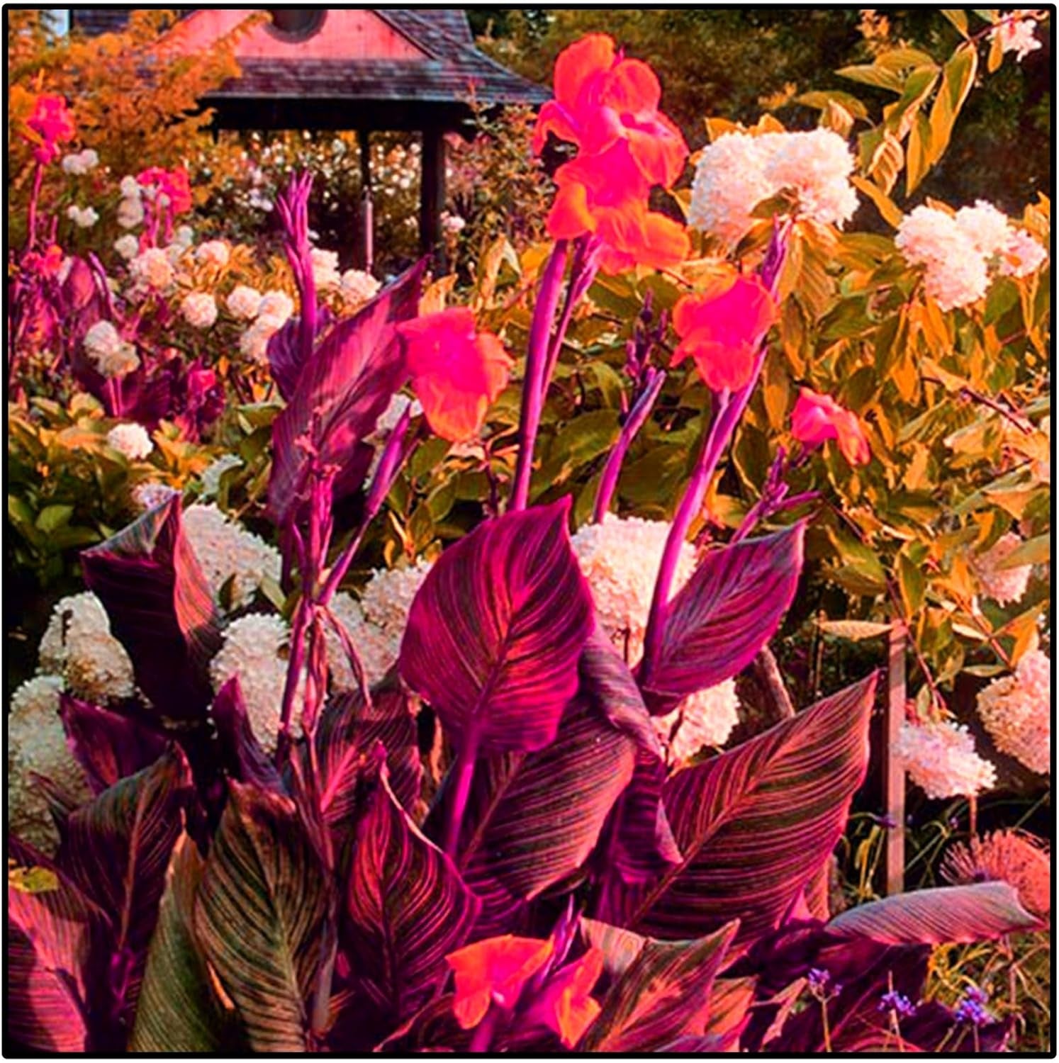 Virághagyma keverék, Mystery Magic Hagyma, Hardy Planting, Winter Hardy Évelő Virághagyma, Hardy Hagyma - 3 Orchidea hagyma