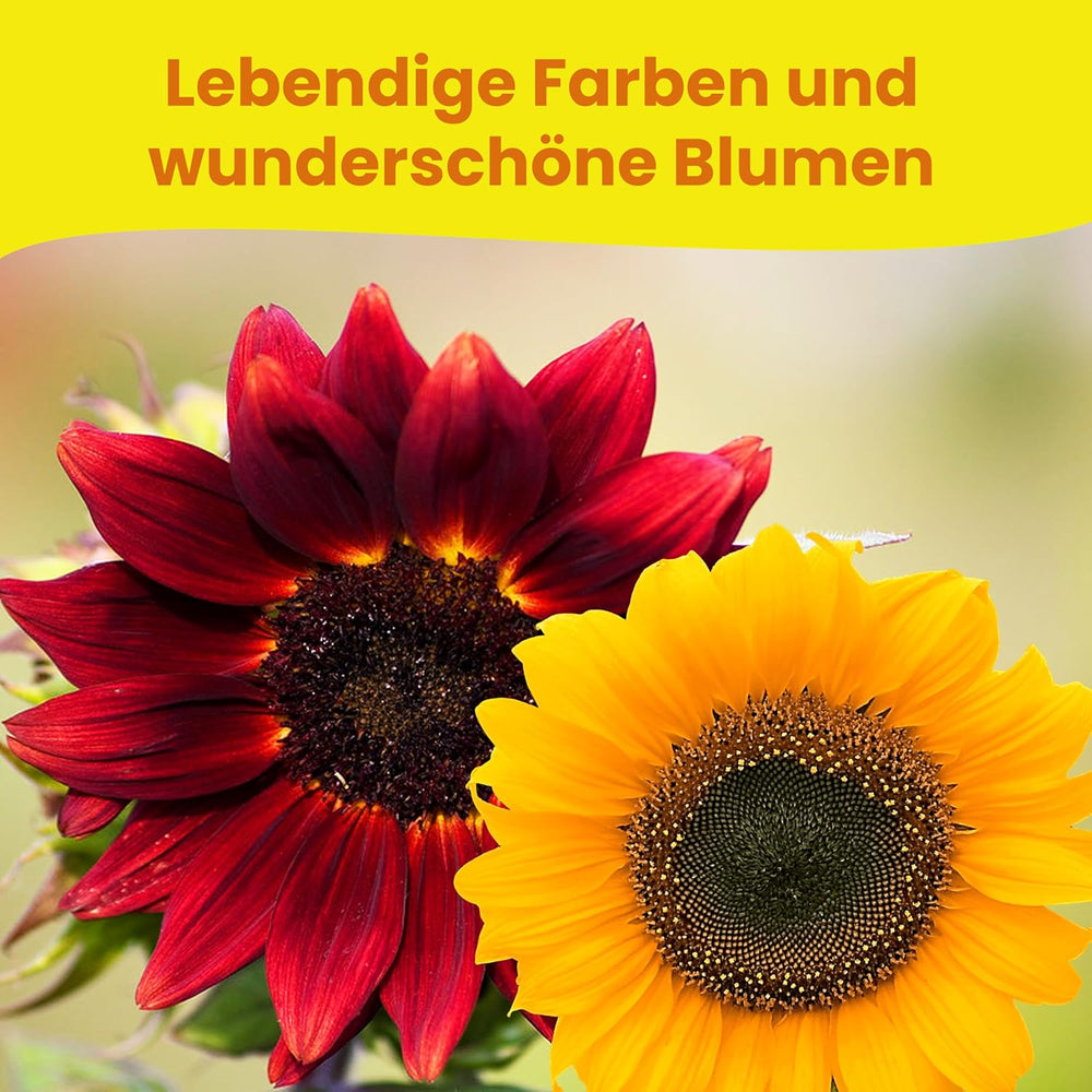 LERAVA® Sonnenblumen Samen Set (4 fajta) - Riesige gelbe & rote Sonnenblume - Zwerg und Sungold Teddy - Premium Sonnenblumensamen für Garten und Balkon - Blumensamen Geschenk für Hobbygärtner