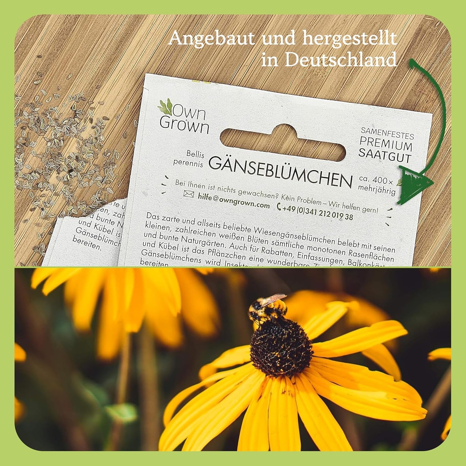 Echinacea magok: Prémium sárga echinacea magok körülbelül 20 virágzó echinacea növényhez – Rudbeckia magok – Hardy Rudbeckia – Echinacea évelők – Hardy évelők, OwnGrown