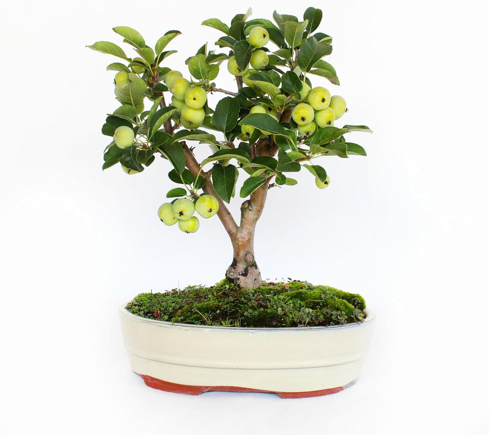 KENTIS - Apfelbaum Bonsai - Malus Evereste - Echte Bonsai Obstbaum - Winterharter Outdoor Pflanzen - Hoch 35-45 Cm Keramiktopf 26 Cm