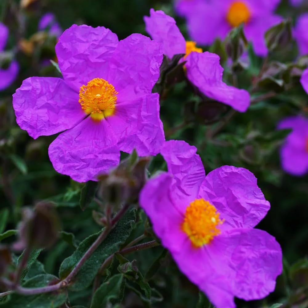 Zistrose Zimmerbonsai Schnittblumen Cistus Creticus Garten Baumsamen Bonsai Sommerblumen Balkonpflanzen Frühlingsblumen Exotische Bio Grünpflanzen Gartenpflanzen Winterhart Mehrjährig 300Samen