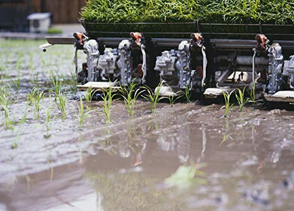 AKAFUJI sushi rizs, Akitakomachi, 5000 g