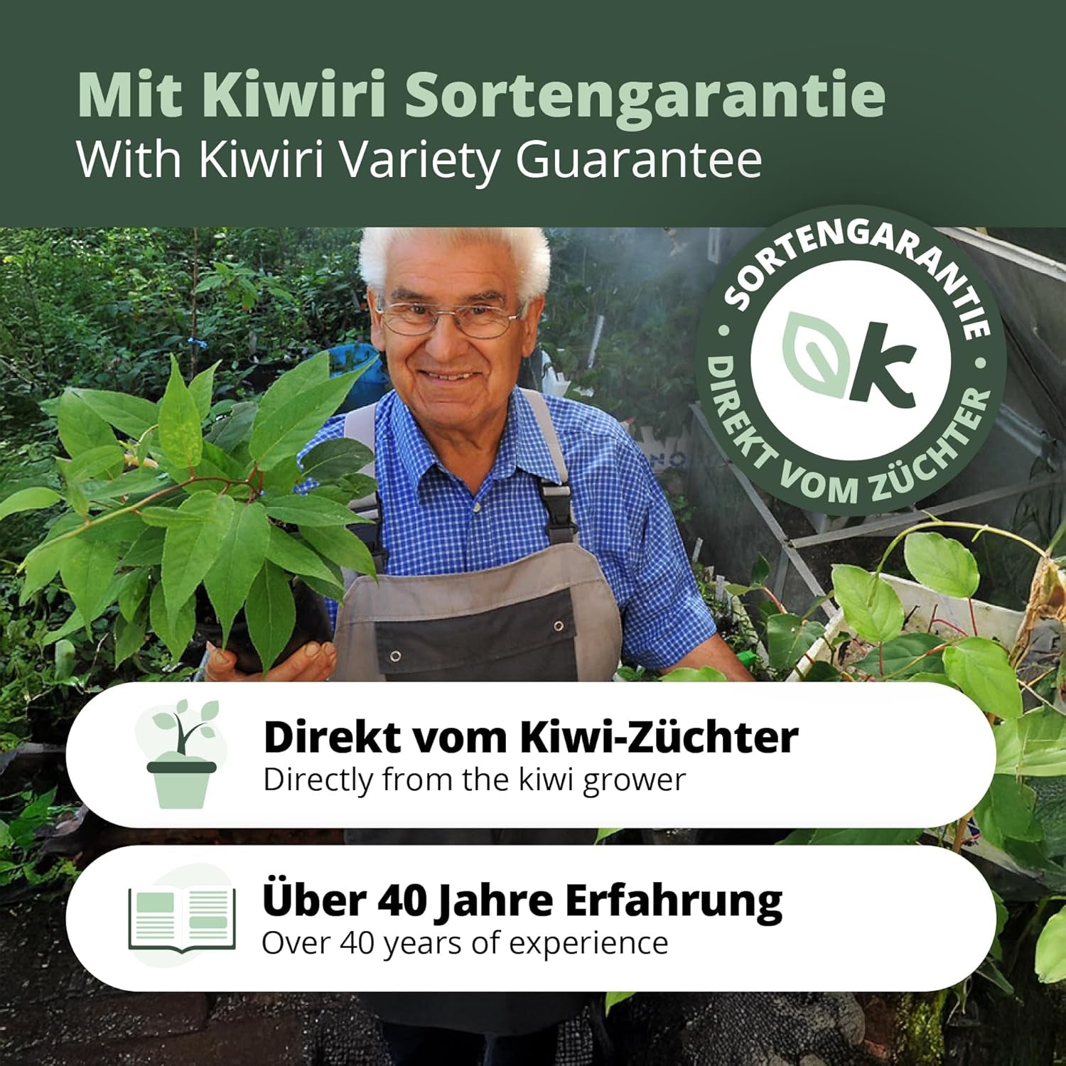 Kiwiri'S Kiwibeeren Duo - 2 Kiwipflanzen (Actinidia Arguta) - Mini Kiwi - Sortengarantie Direkt Vom Züchter