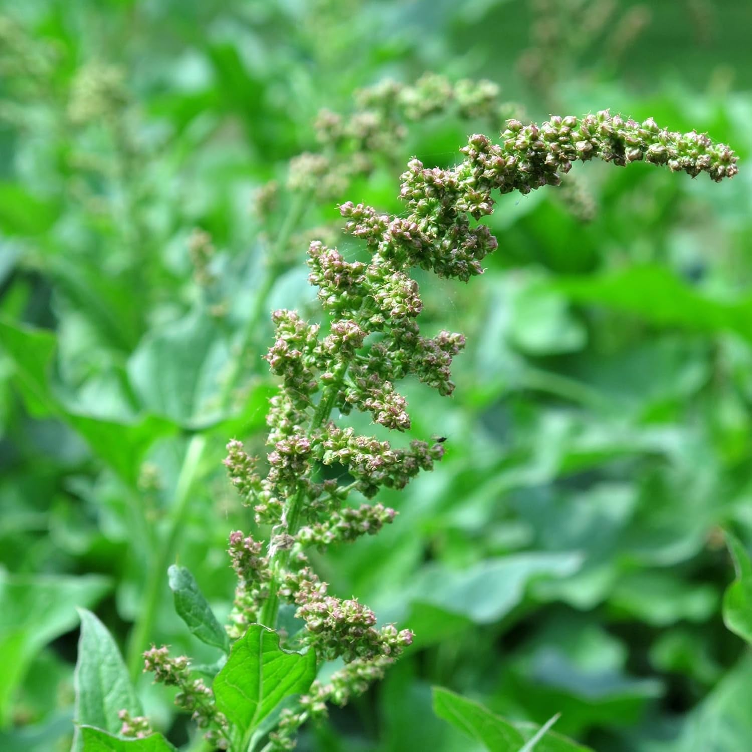 Guter Heinrich (Chenopodium Bonus-Henricus) 90 Bio-Samen Wilder Spinat