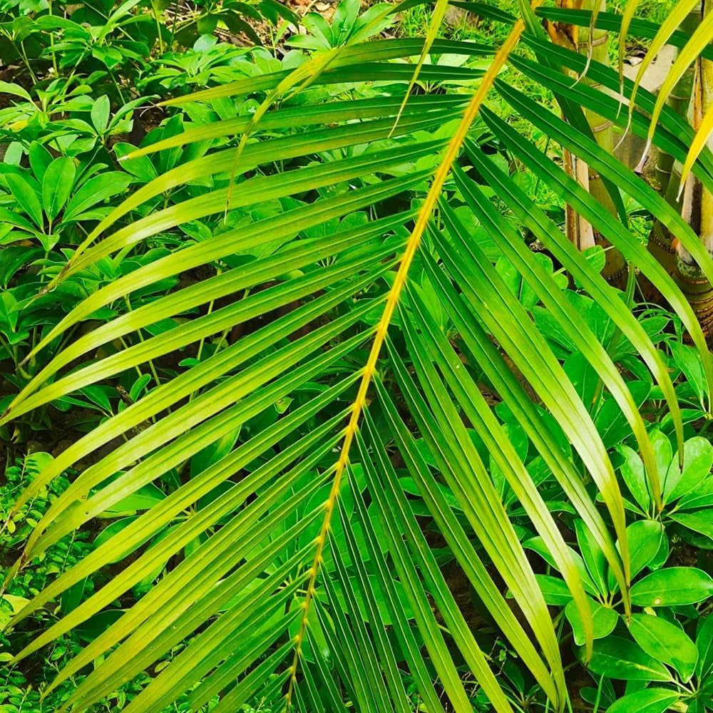 Goldfruchtpalme, Immergrüne Winterhart Dypsis Lutescens, Pflanzensamen Indoor Zimmerpflanzen Topfpflanze Grünpflanzen 250Samen