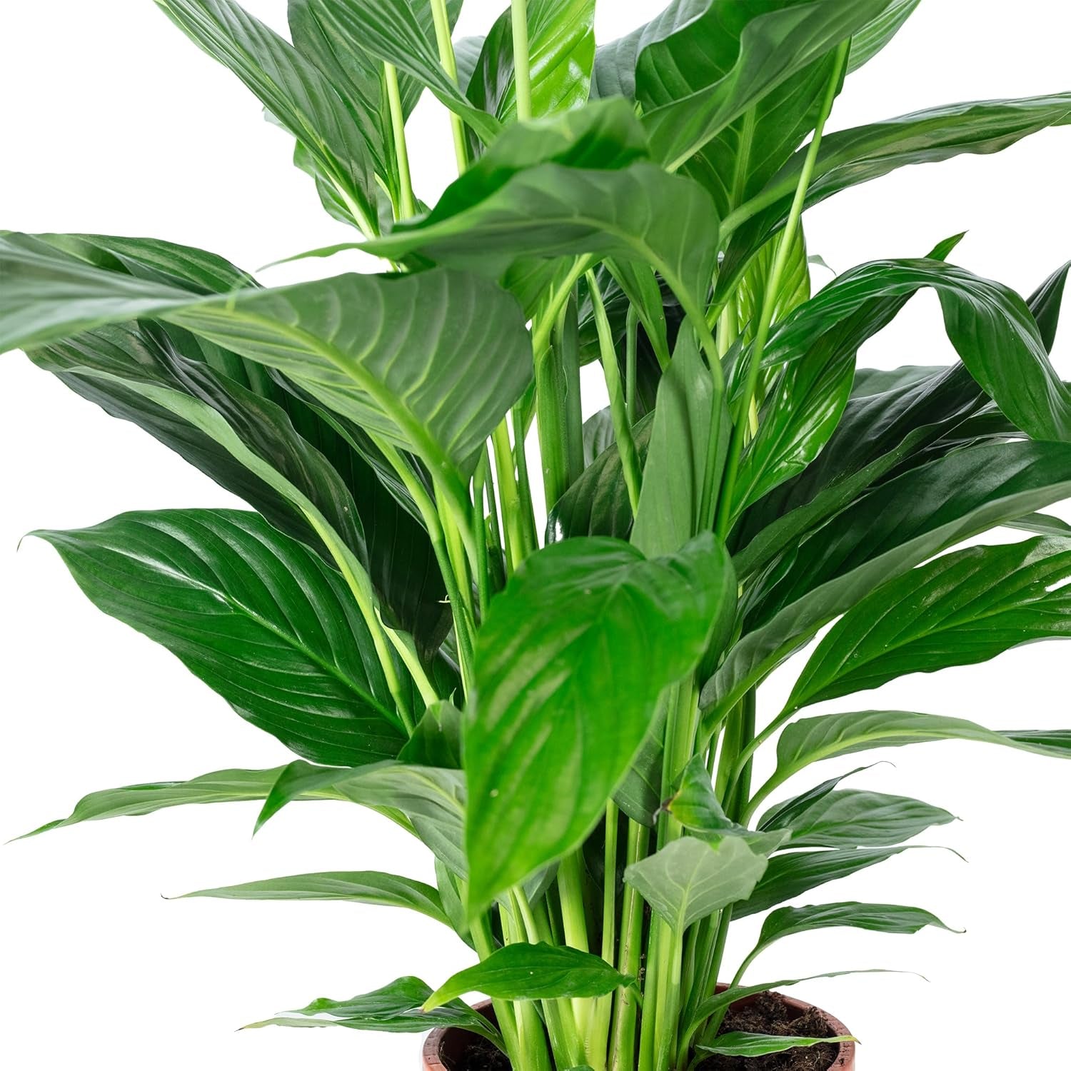 Einblatt - Echte Zimmerpflanze, Spathiphyllum Lauretta - Höhe Ca. 90 Cm, Topf-Ø 19 Cm