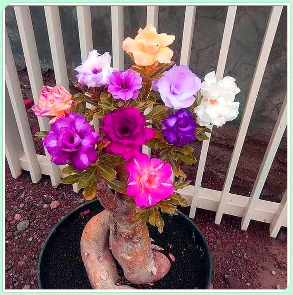 Virághagyma keverék, Mystery Magic Hagyma, Hardy Planting, Winter Hardy Évelő Virághagyma, Hardy Hagyma - 3 Orchidea hagyma