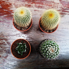 Ghiveci mic din plastic - diametru 12 cm, ușor și durabil, ideal pentru răsaduri, butași și plante de apartament - culoare aleatorie, Aléatoire