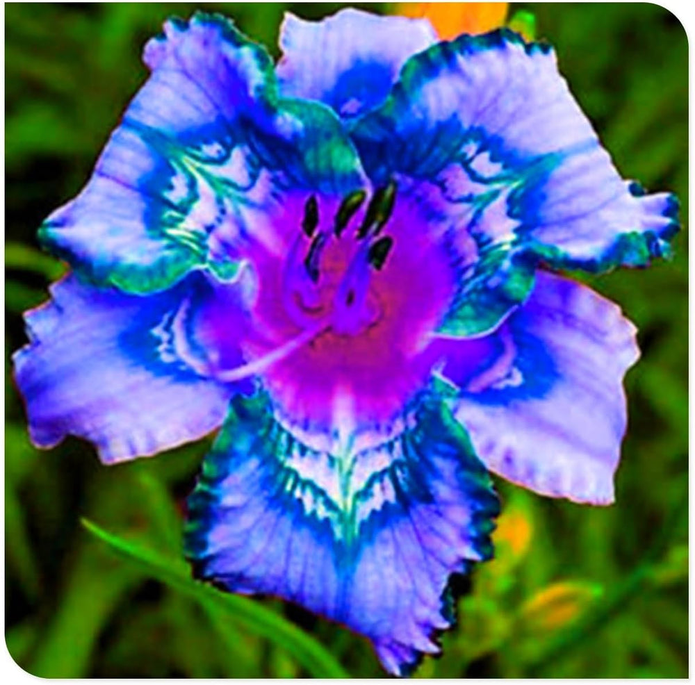 Lebende Pflanzen, Mehrjährige Blumenzwiebel ist winterhart, Winterhart pflanzen, Mysteriöse magische Glühbirne, Blumenzwiebel Mix-4 Oxalis Triangularis Blumenzwiebeln