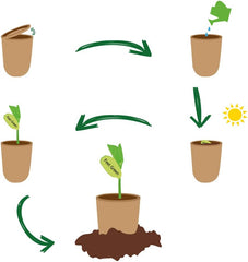 Feel Green Message Bean, Naturdose Mit Lasergravierter Glücksbohne"Danke", Nachhaltige Geschenkidee, 100% Eco Friendly, Anzuchtset, Made in Austria