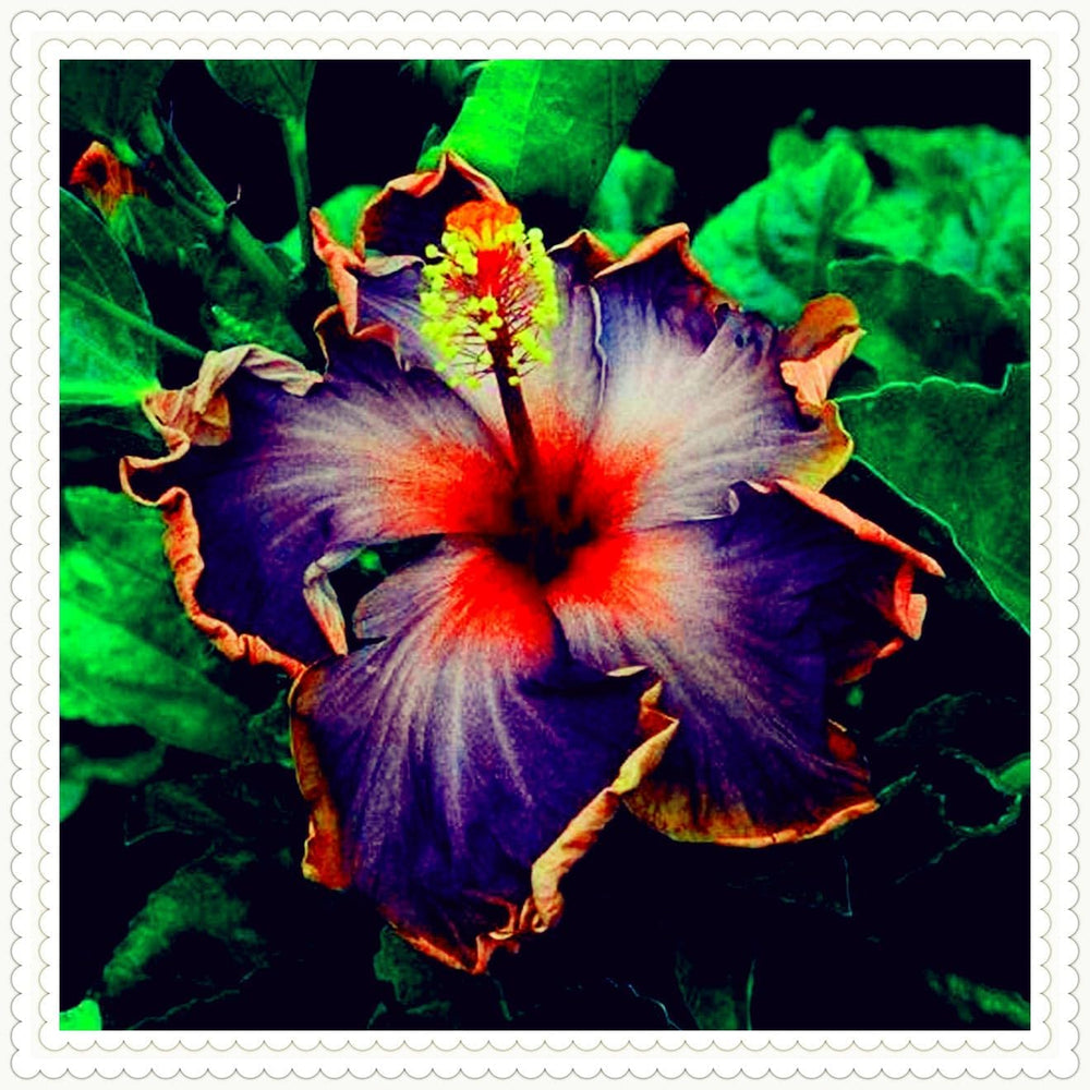 Virághagyma keverék, Mystery Magic Hagyma, Hardy Planting, Winter Hardy Évelő Virághagyma, Hardy Hagyma - 3 Orchidea hagyma