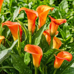 Calla Bulbs Hardy Perennial - Zantedeschia Orange Passion (narancs) - 5 nagy virághagyma - Real Holland Plants - Kertbe és cserepekbe (nem magvak, nem mesterséges)