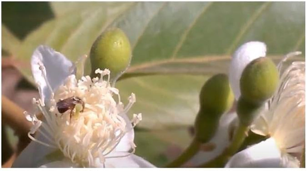 Stk - 10X Psidium Guineense Brasilianische Guave Garten Pflanzen - Samen ID1531 -
