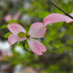 Cornus Kousa, Exotische Hartriegel, Blühende Sträucher Winterhart Balkon Alte Sorten Balkonpflanzen 150Samen