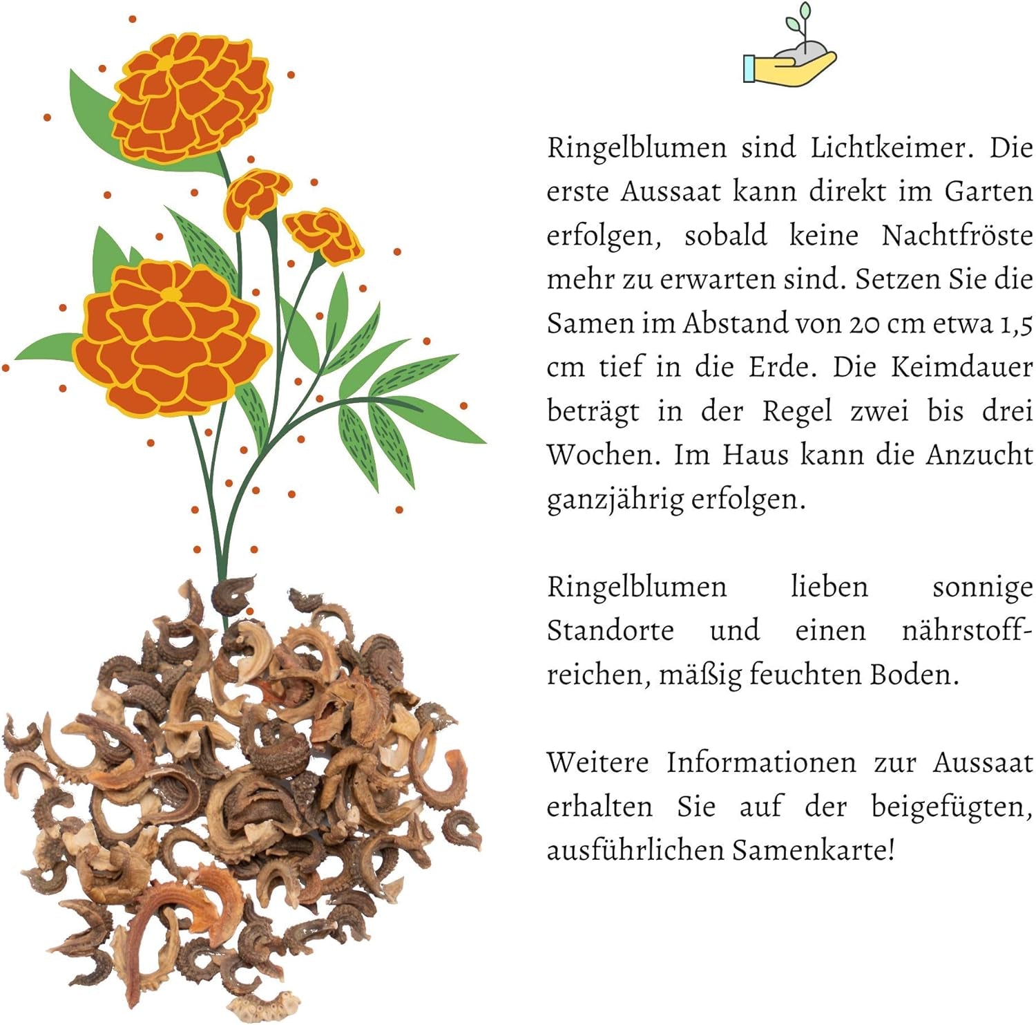 Körömvirágmag (Calendula officinalis) - Sokoldalú gyógynövény ehető virágokkal, ideális színes virágos réthez (Abendrot)