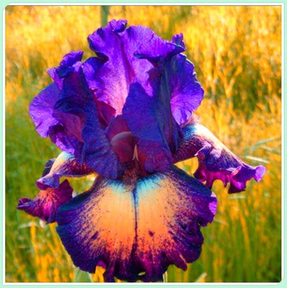 Virághagyma keverék, Mystery Magic Hagyma, Hardy Planting, Winter Hardy Évelő Virághagyma, Hardy Hagyma - 3 Orchidea hagyma