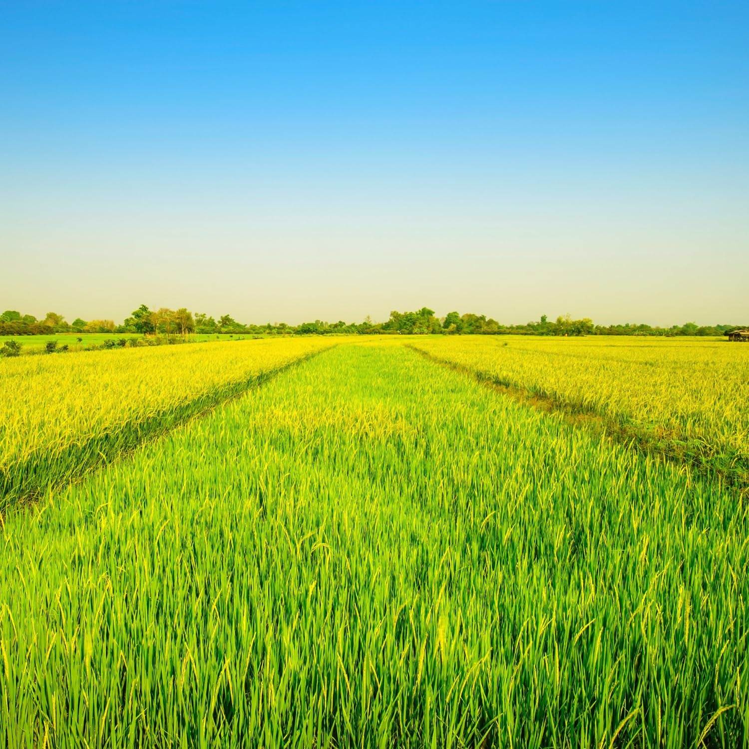 - Langkornreis USA Style - 1 X 20 KG