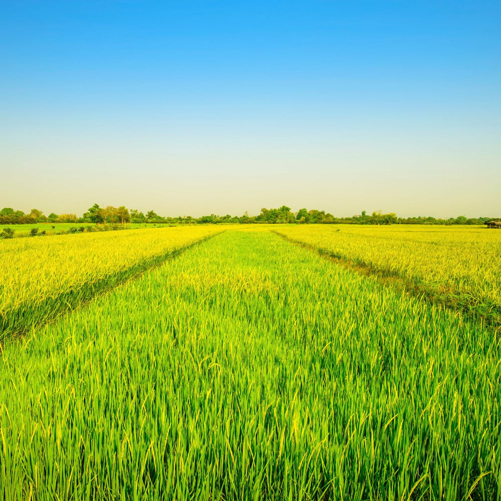 - Langkornreis USA Style - 1 X 20 KG