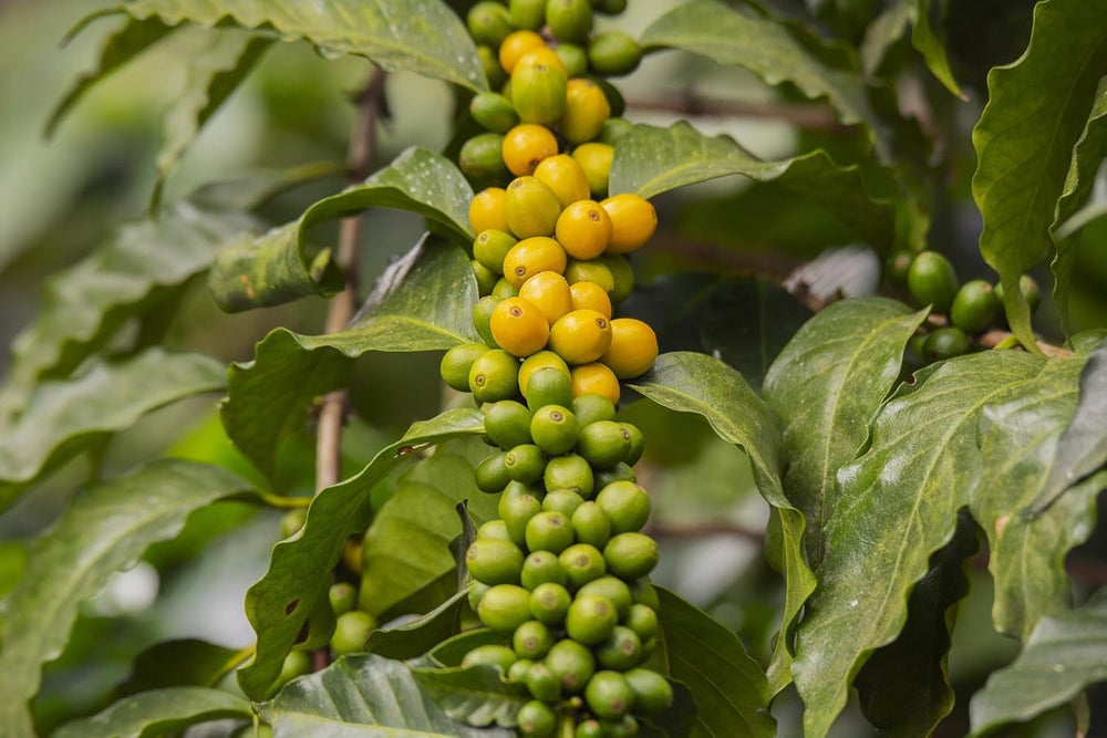 Cafea din Peru | 250g | boabe întregi | boabe 100% Arabica | cea mai fină calitate naturală din America de Sud | cafea din | comerț echitabil