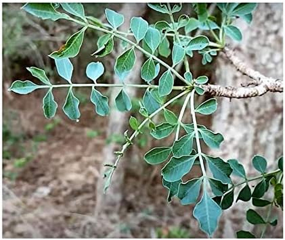 Stk - 3X Sclerocarya Birrea Marula Baum Elefantenbaum Pflanzen - Samen ID218 -