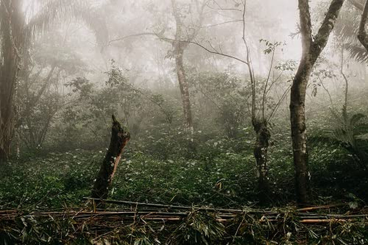 Cafea Arabica mexicană Procurador 1000g