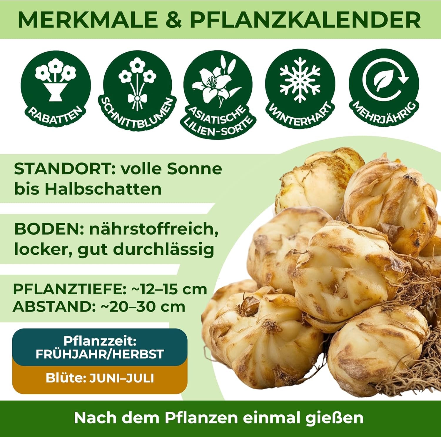 Hardy évelő liliomhagymák – Oriental Lotus Mix – 10 hagyma – Exkluzív holland virághagymák – Kertbe és cserepekbe (nagy mag nélküli hagymák, nem mesterséges)