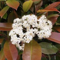 Glanzmispel Red Robin - Seltene Blühende Sträucher Winterhart Outdoor Hecken Gartendeko Für Draußen Schnell Wachsende Sträucher Bio Geschenke Für Gärtner Bodendecker Für Sonnige 300Samen