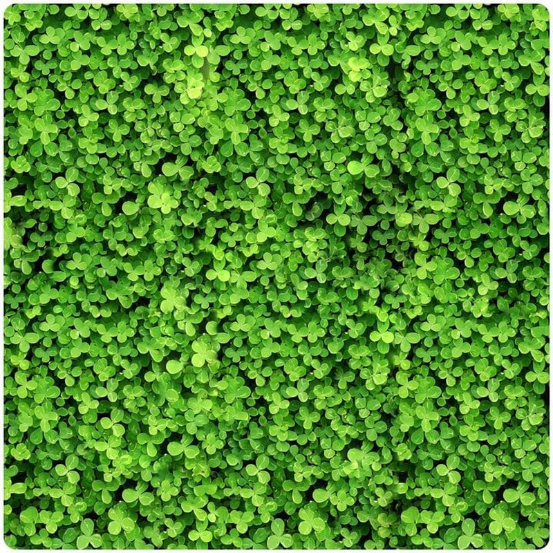 Mikroklee - Weißklee Trifolium Repens 500G - Rasenklee Bereichert Den Rasen - Klee Samen Zur Anlockung Von Bienen -Saatgut Für Gleichmäßige, Dichte Grasnarbe Das Ganze Jahr Über